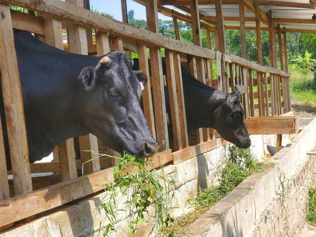 Cattle in a covered livestock area at Ampumuzza
