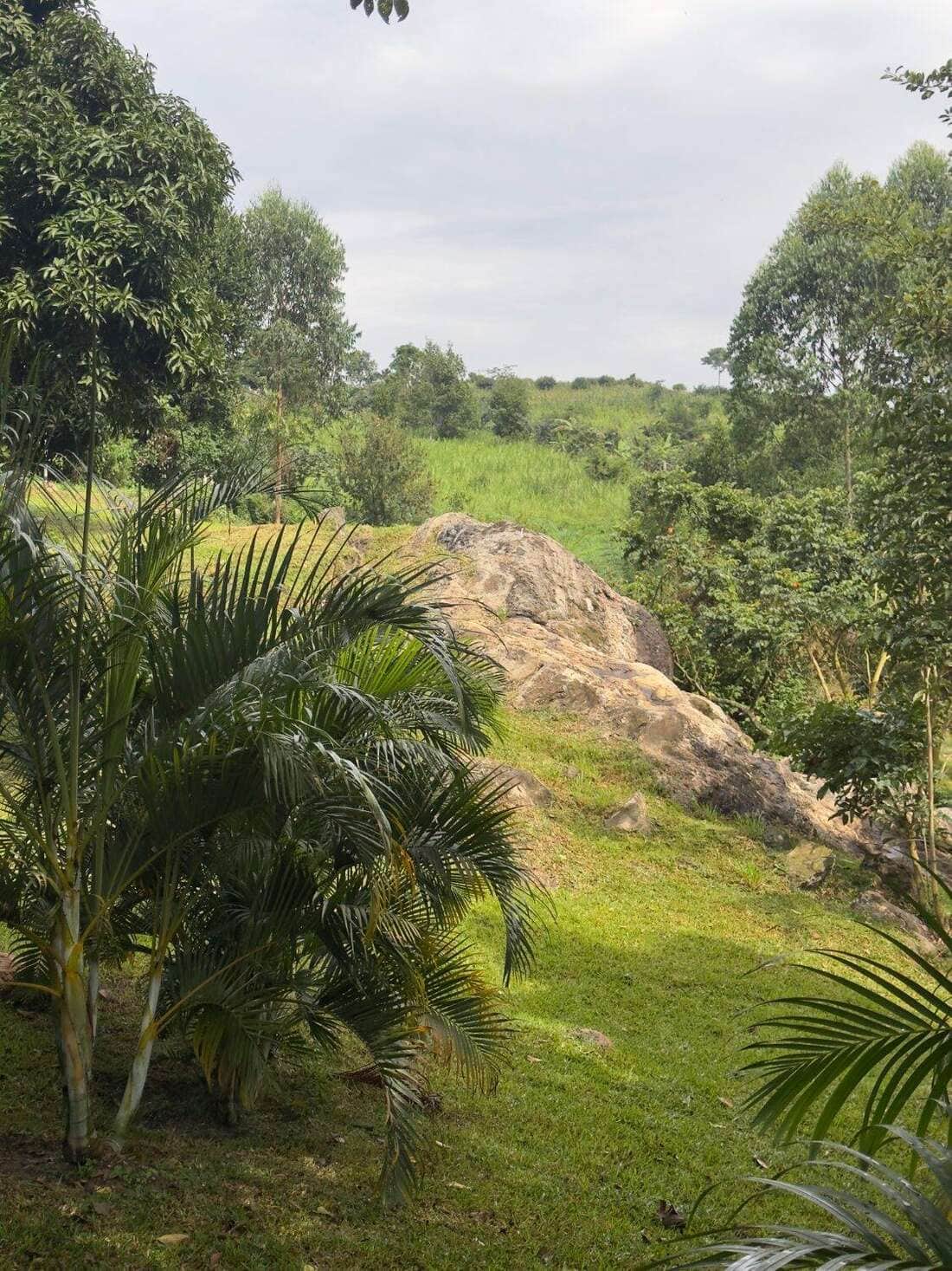 Open grassy grounds and trees at Ampumuzza